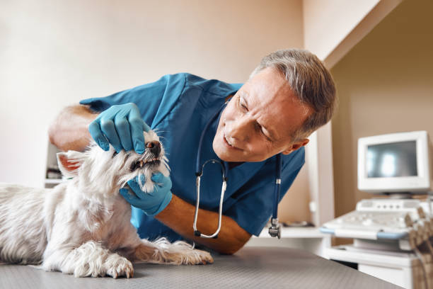 Best Emergency Dentist for Knocked-Out Tooth in Fountain, CO